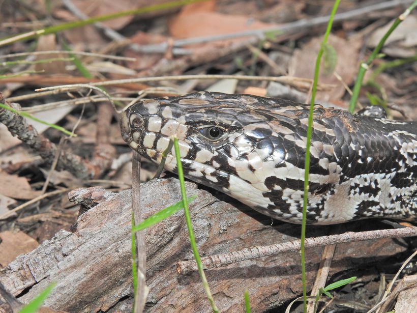 Pink-tongued Skink