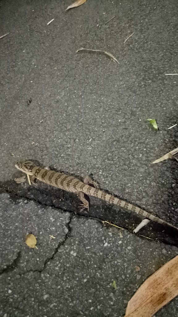 Pink-tongued Skink