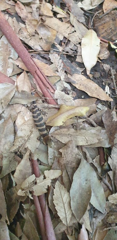 Pink-tongued Skink