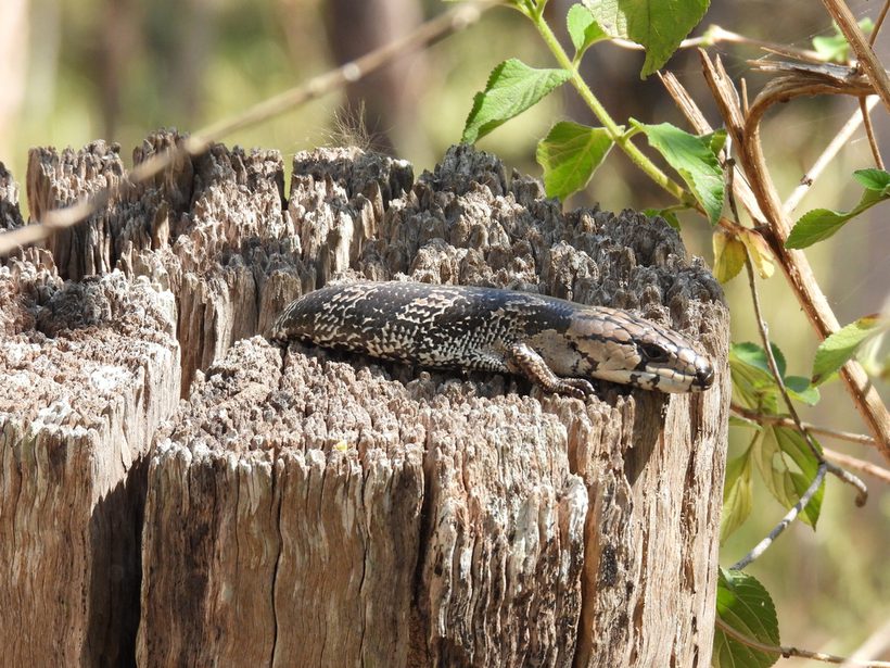 Pink-tongued Skink
