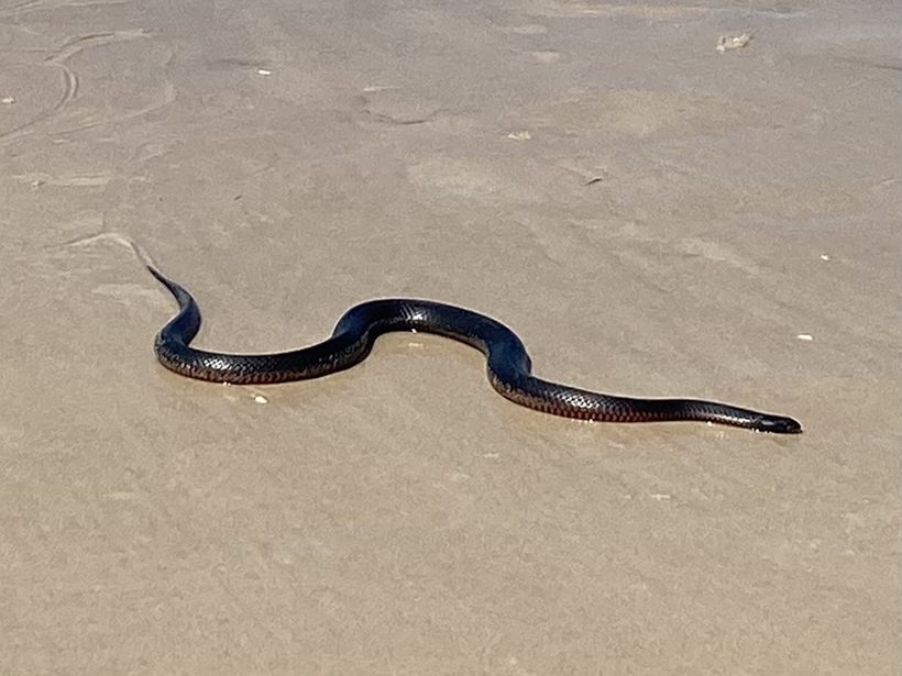 Red-bellied Black Snake