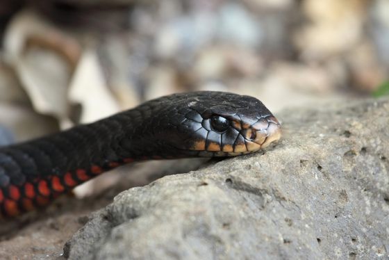Red-bellied Black Snake