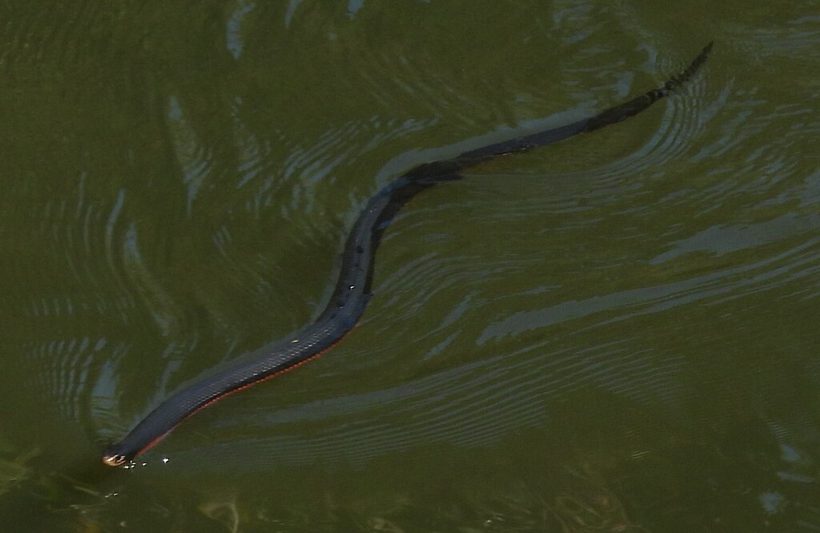 Red-bellied Black Snake