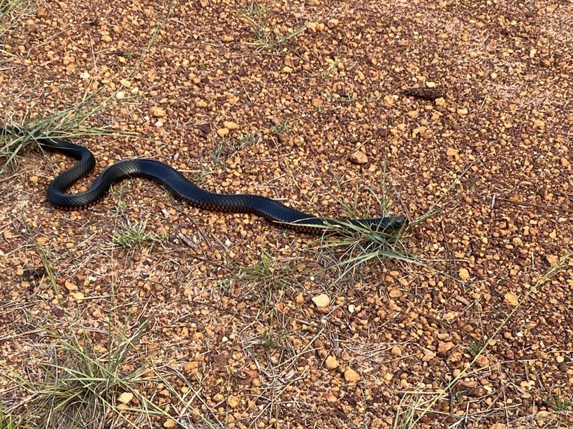 Red-bellied Black Snake