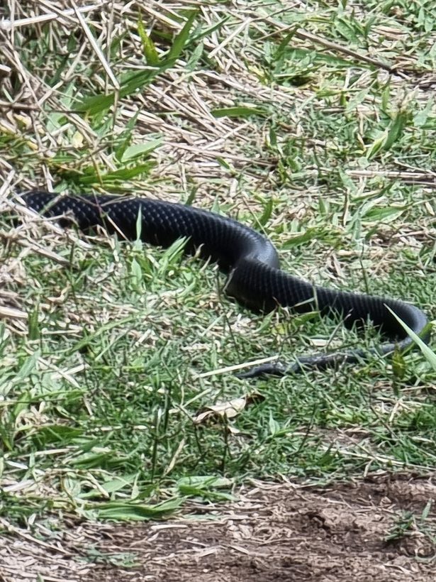 Red-bellied Black Snake