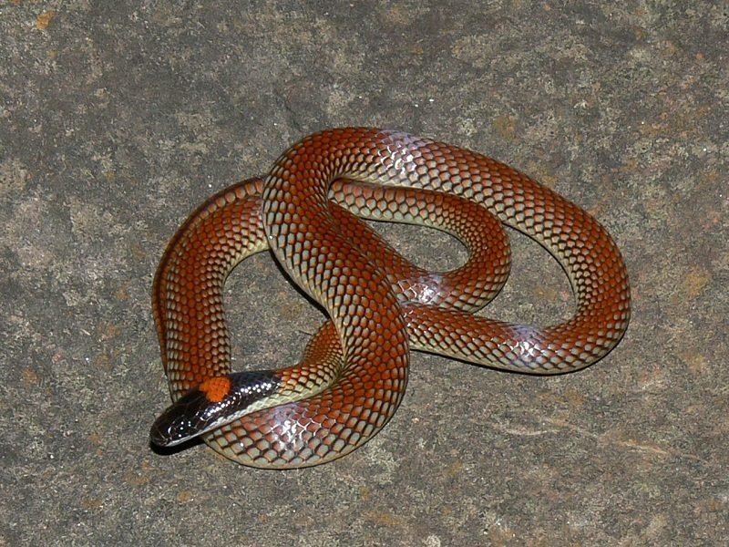 Red-naped Snake