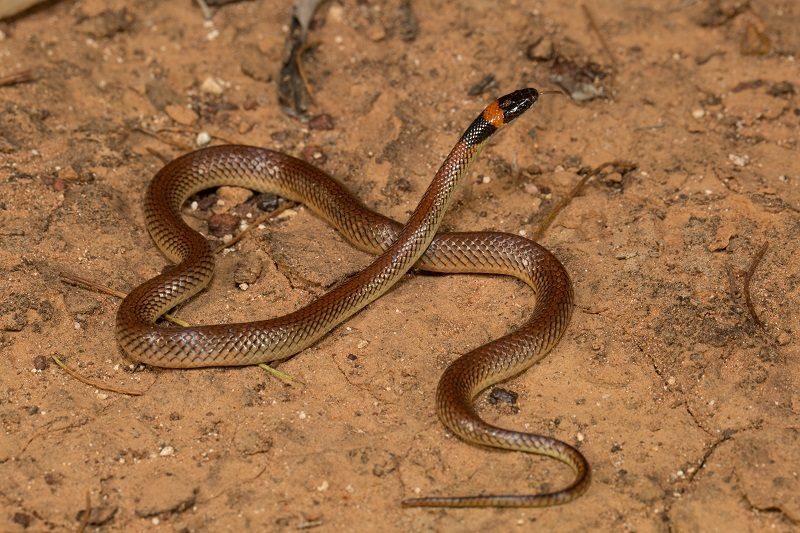 Red-naped Snake