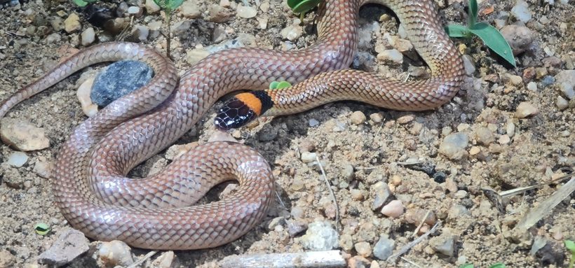 Red-naped Snake