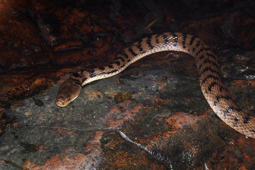 Rough-scaled Snake