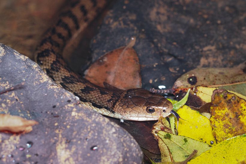 Rough-scaled Snake
