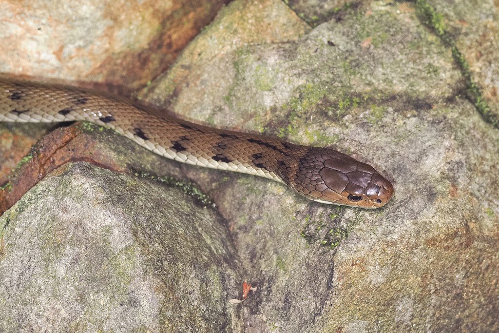 Rough-scaled Snake