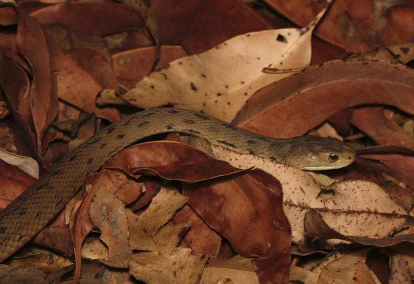 Rough-scaled Snake