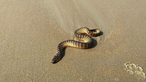 Spine-bellied Sea Snake