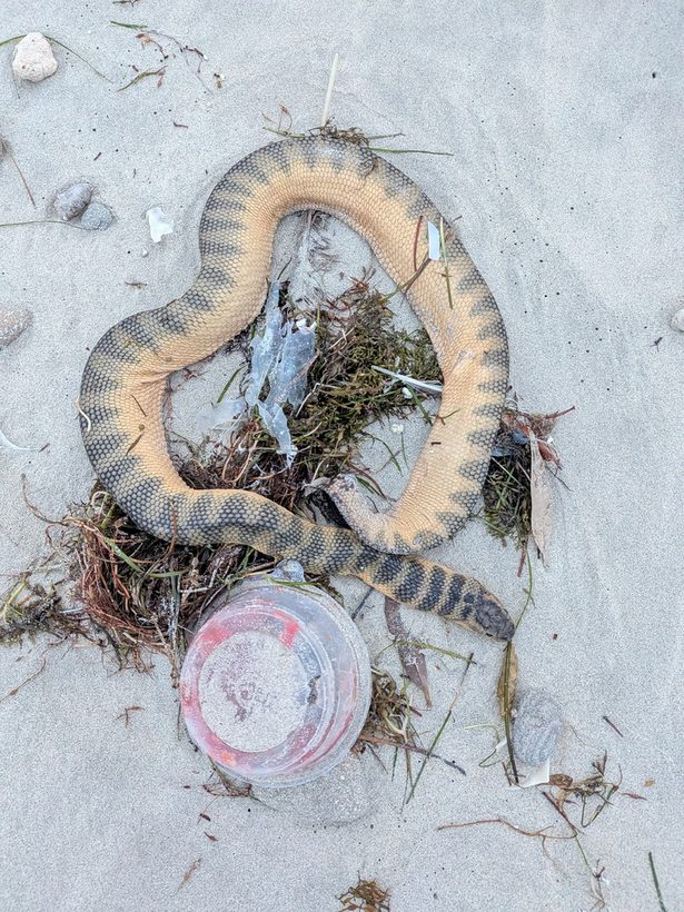 Spine-bellied Sea Snake