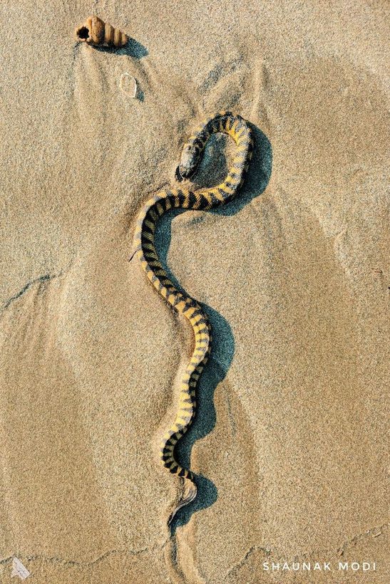 Spine-bellied Sea Snake