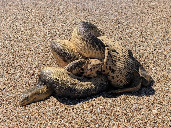 Stokes' Sea Snake