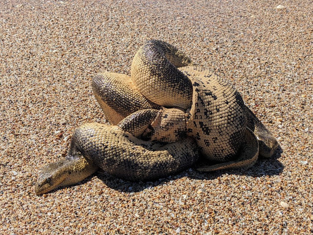 Stokes' Sea Snake
