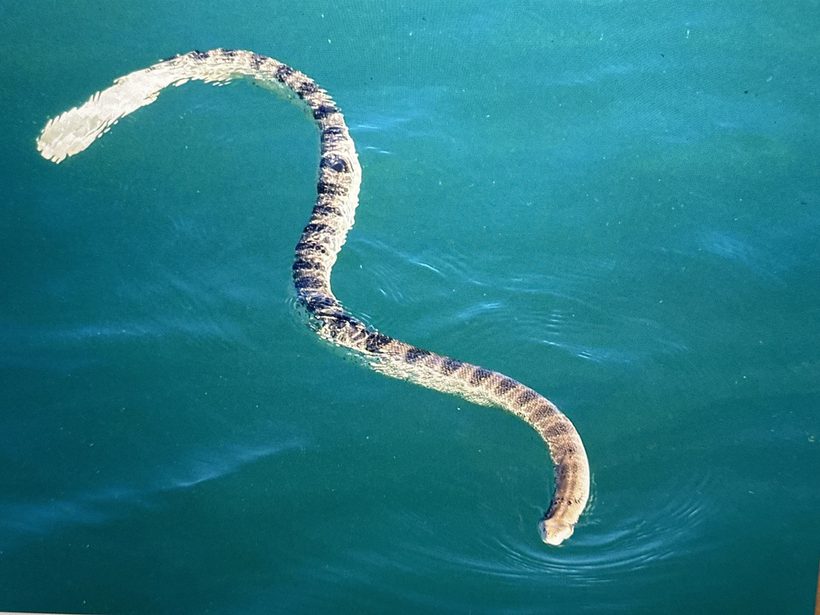 Stokes' Sea Snake