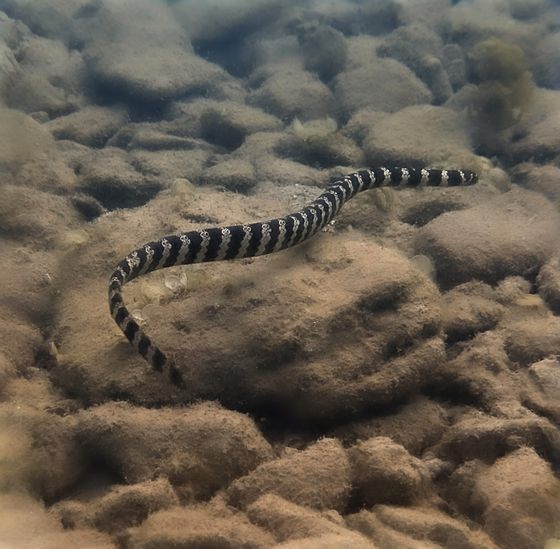 Turtle-headed Sea Snake