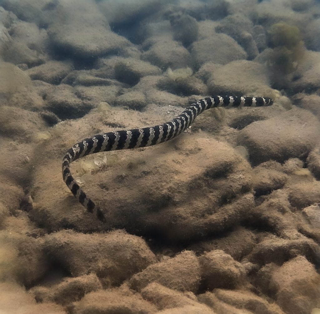 Turtle-headed Sea Snake