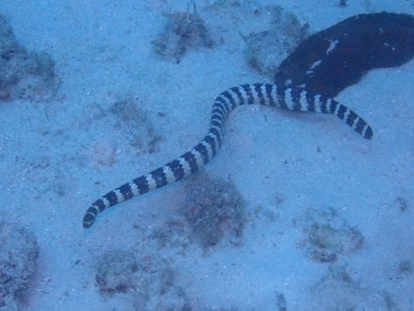Turtle-headed Sea Snake