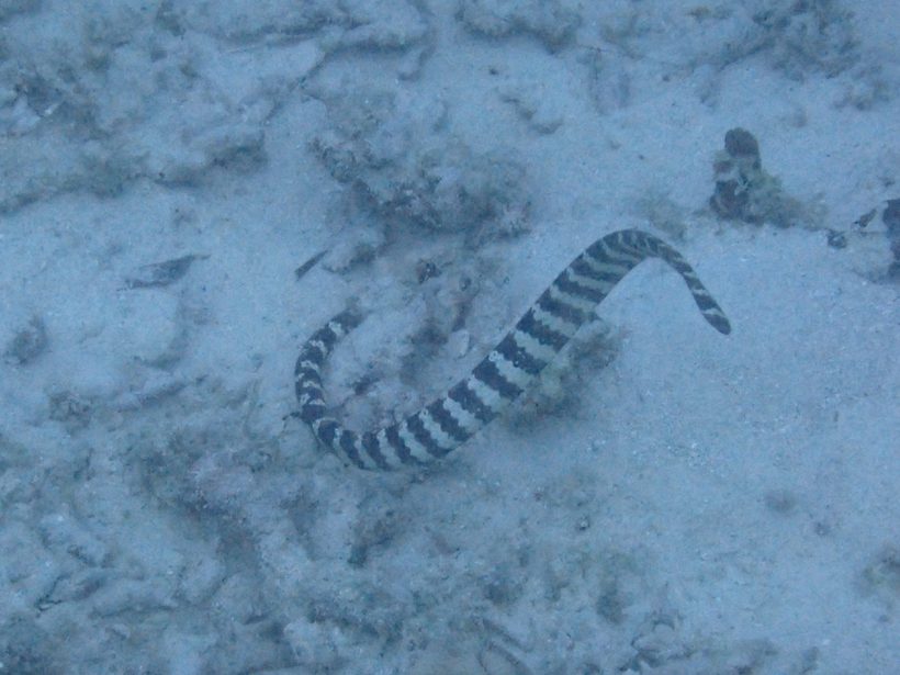 Turtle-headed Sea Snake