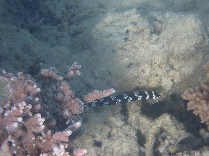Turtle-headed Sea Snake