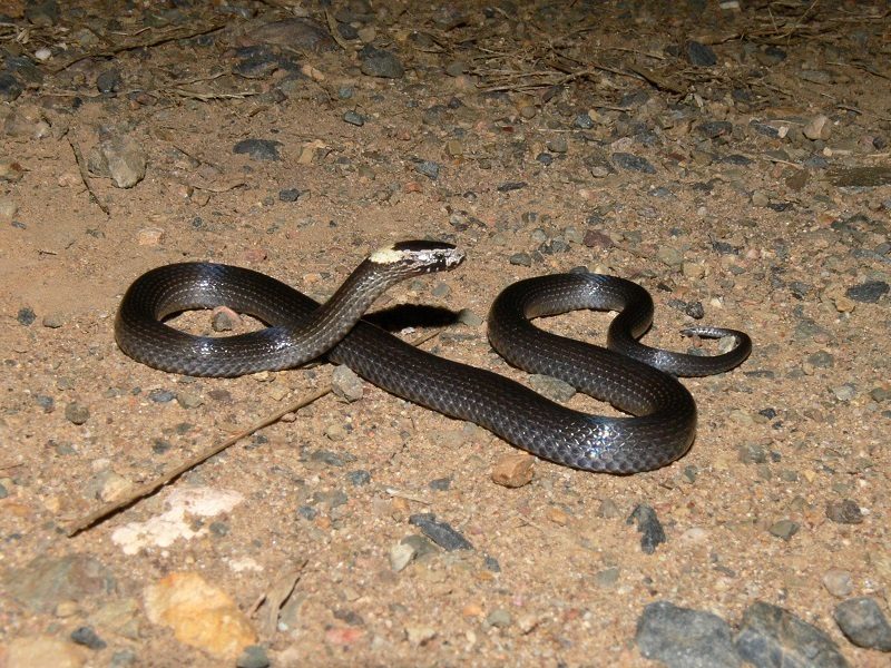 White-crowned Snake
