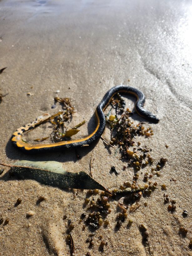 Yellow-bellied Sea Snake
