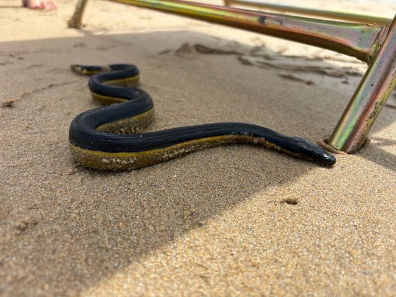 Yellow-bellied Sea Snake