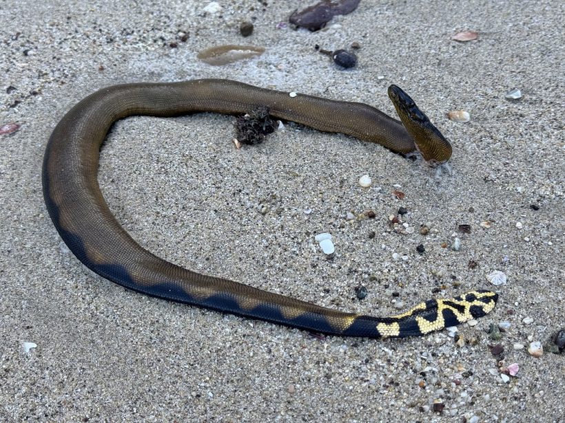 Yellow-bellied Sea Snake
