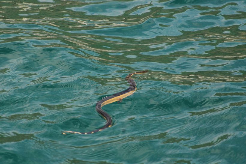 Yellow-bellied Sea Snake