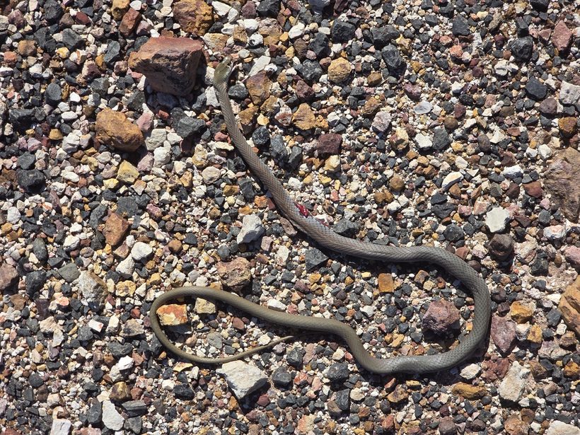 Yellow-faced Whip Snake