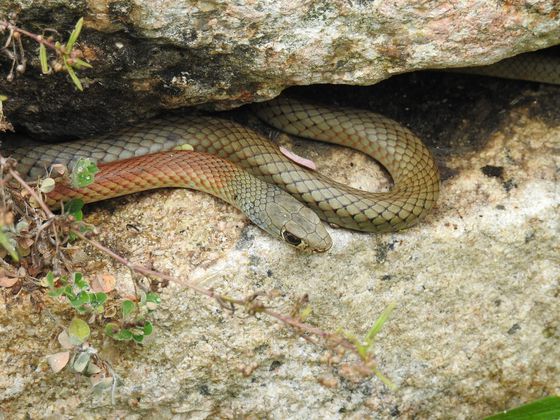 Yellow-faced Whip Snake