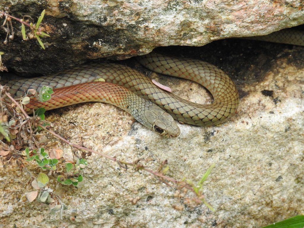 Yellow-faced Whip Snake