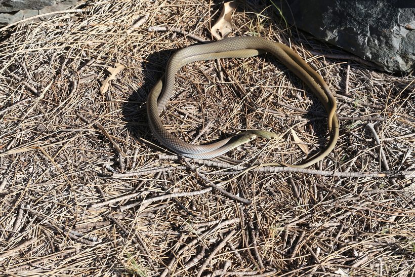 Yellow-faced Whip Snake